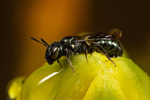 sweat bee on a lily bud