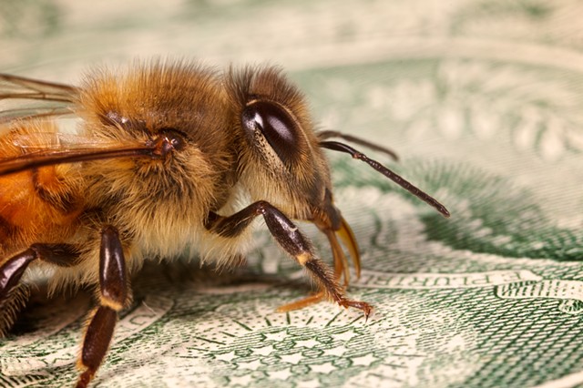 The money bee 