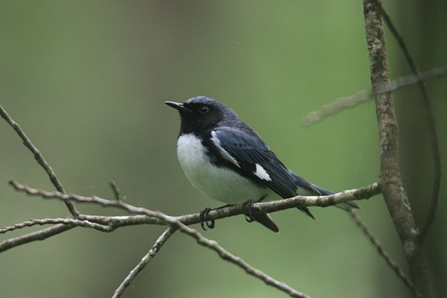 Back throated Blue Warbler 