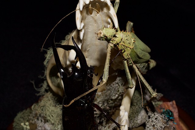 Coyote Skull Dome 