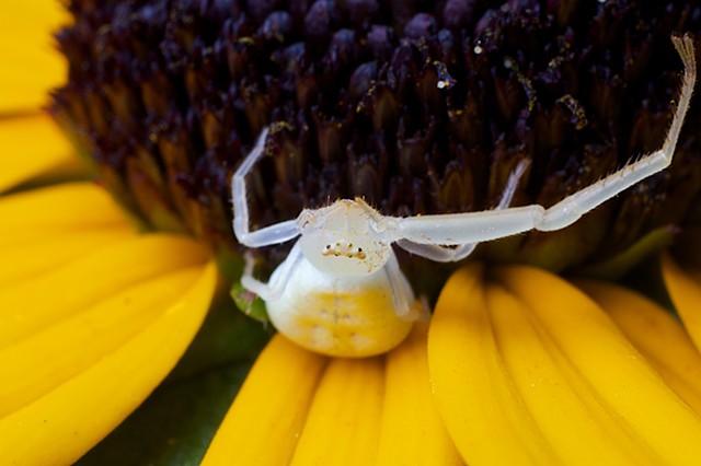 Crab spider 