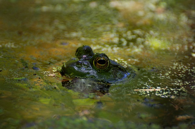 Green Frog in Water