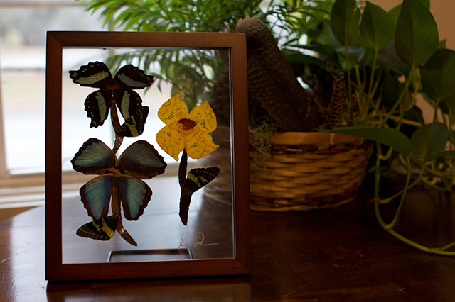 butterfly wing flowers 