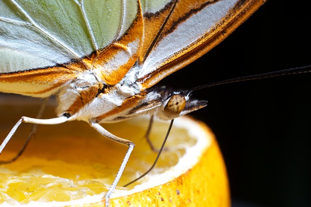 The malachite butterfly 