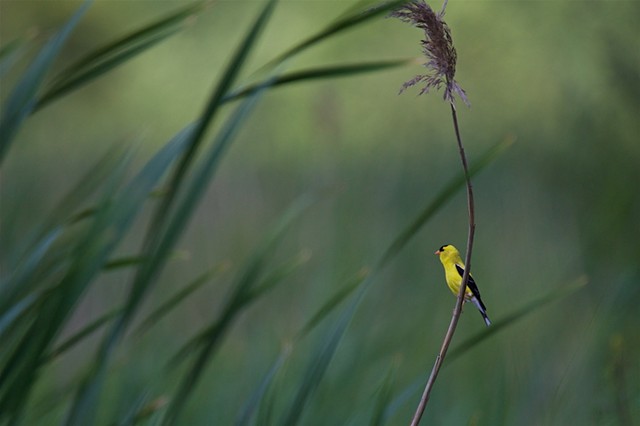 American Goldfinch