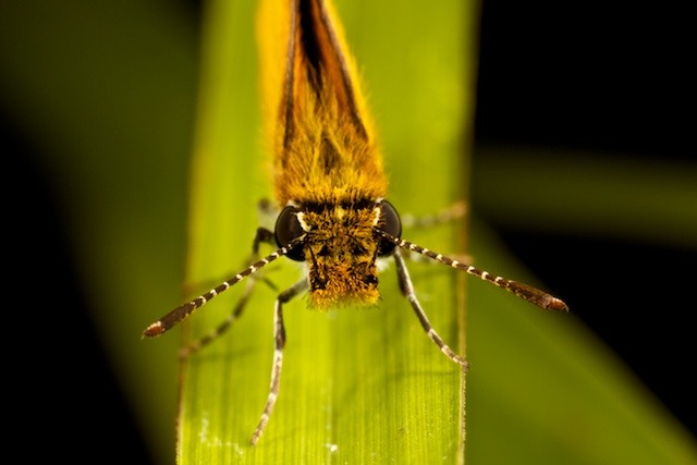 Skipper Butterfly 