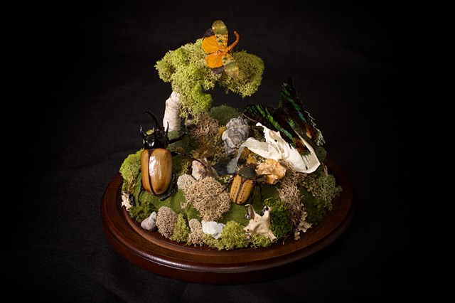 insect diorama with beetles, skull and moth 