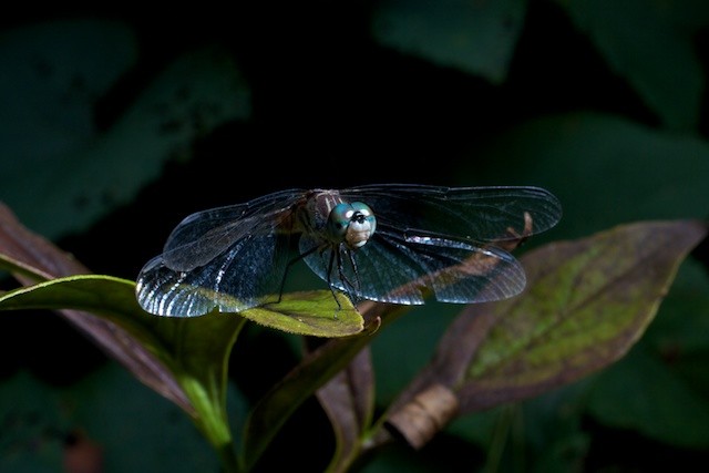 Blue Dasher Dragonfly 