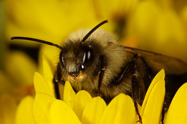 bee with a mustache on yellow flower 