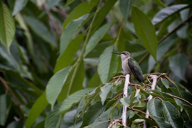 female Ruby-throated hummingbird 