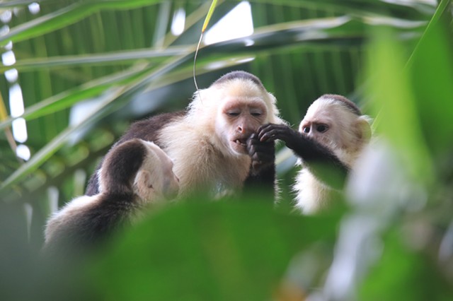 Capuchin 