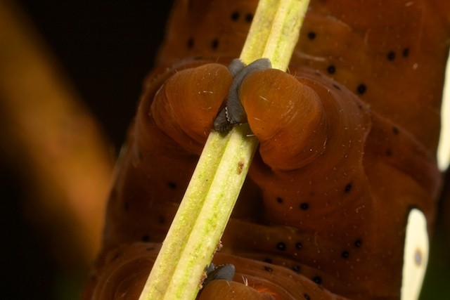 Pandora Sphinx Moth Caterpillar 