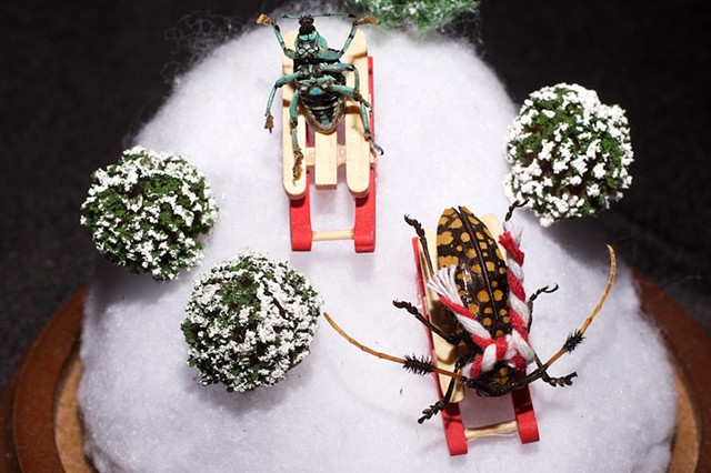 Sledding Beetles 