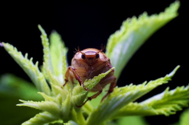 Oriental Beetle 