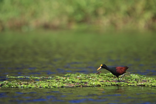 Jacana