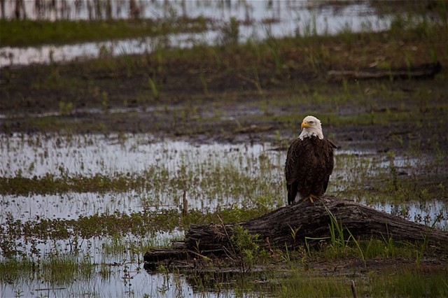 Bald Eagle 