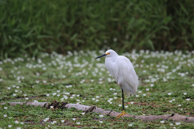 Snowy Egret