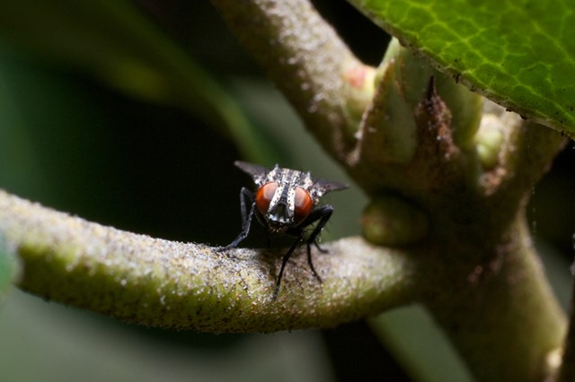 Flesh Fly 