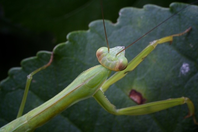 The Green Chinese Mantis