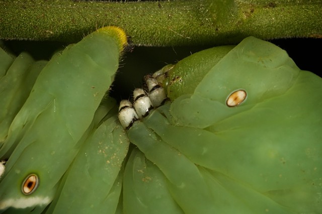 Tomato Hornworm 