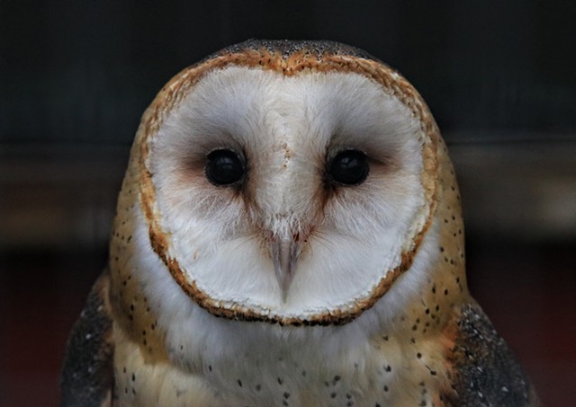 Barn Owl