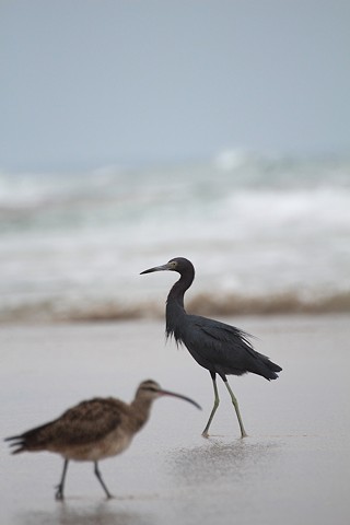 Little Blue Heron