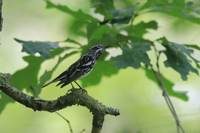 Black and white warbler 