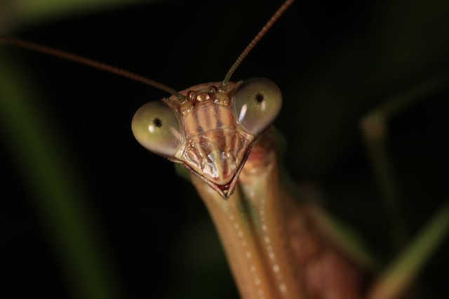 Praying Mantis