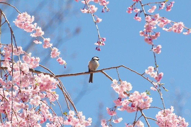 Chickadee