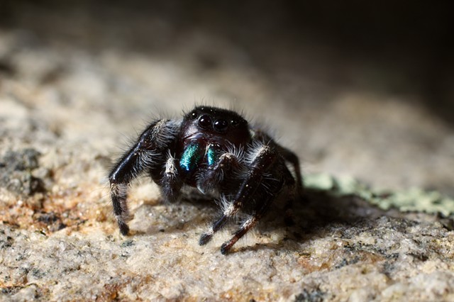 Bold Jumping Spider 