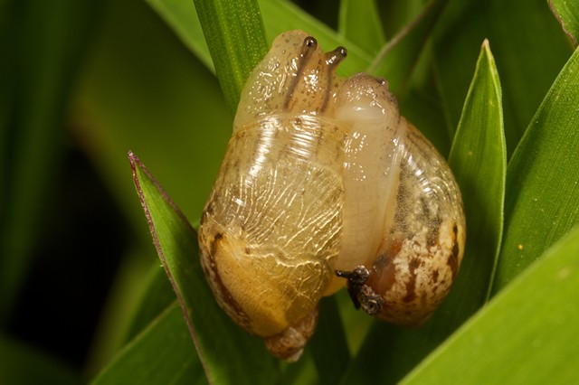 Slugs in love 