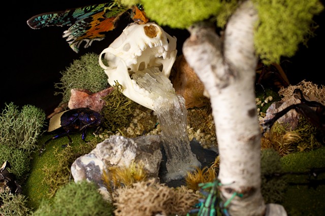 insect diorama with beetles, skull and moth 