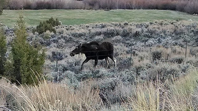 Moose siting near the artist camp