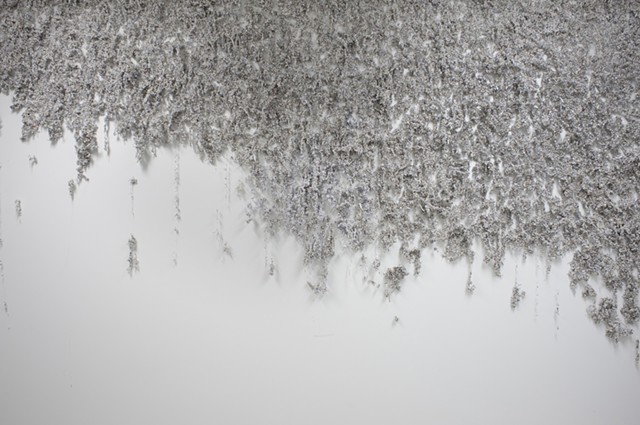 Shredded Lace by Nancy Fleischman 