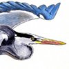 Heron