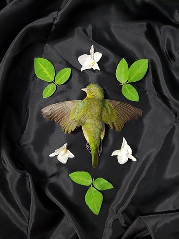 Painted Bunting