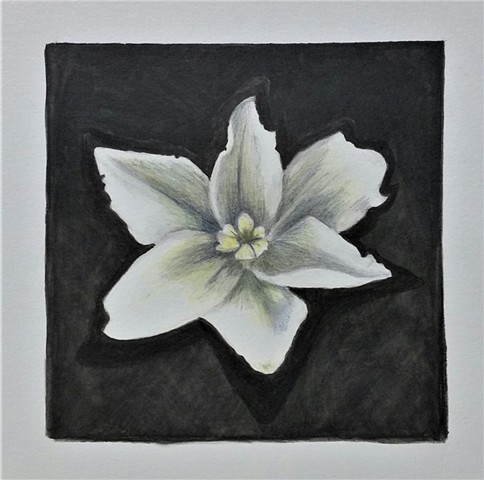 "Rain Lily"White matt with black frame