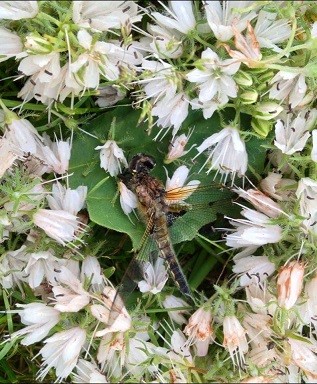 Dragonfly Funeral