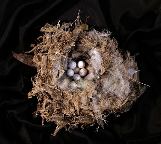 Wren Nest