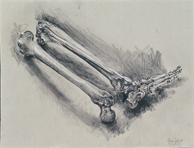 femur, tibia, fibula, talus bones, calcaneus, and foot phalanges