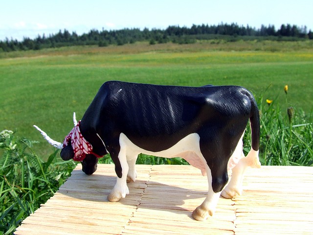 Cow