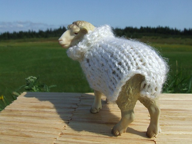 sheep