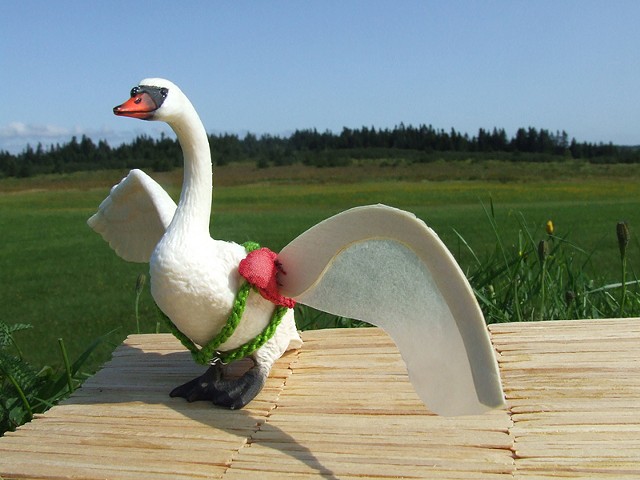 Swan