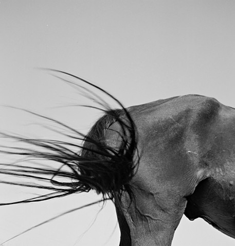 horse, osage, keli mashburn, photography, wind, contemporary