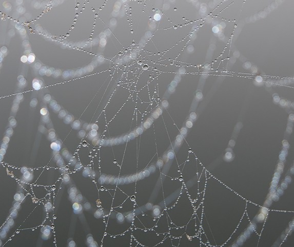 contemporary native american photography, spider, web, spider web, dew, osage
