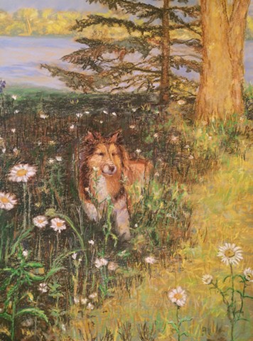 Dog resting in bed of wild daisies as the morning light crawls across the lawn