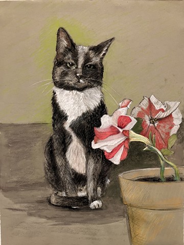 Red & White Petunia 