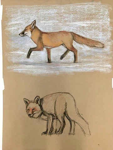 Fox sketches