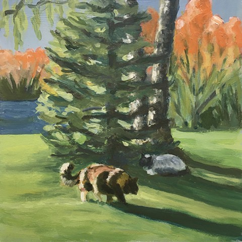 tortieshell cat, sunshine, yard, trees