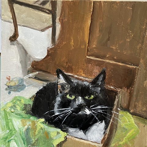 Cat-in-a-Box 